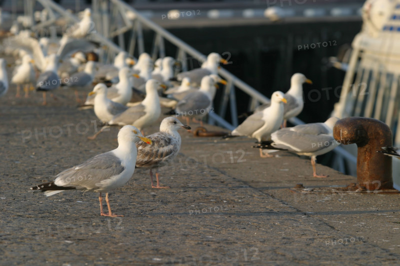 France, cotentin