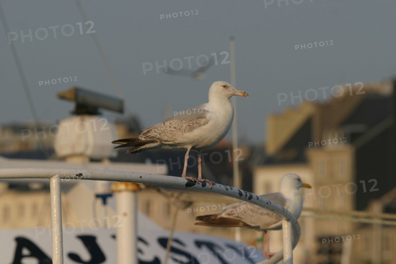 France, cotentin