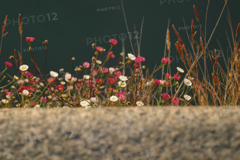 France, Basse Normandie, Manche, Cotentin, Cherbourg, bassin du commerce, echelle envahie par les herbes folles, detail au bord du quai,