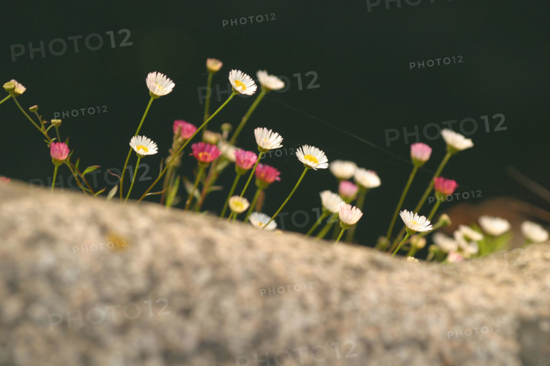 France, Basse Normandie, Manche, Cotentin, Cherbourg, bassin du commerce, echelle envahie par les herbes folles, detail au bord du quai,