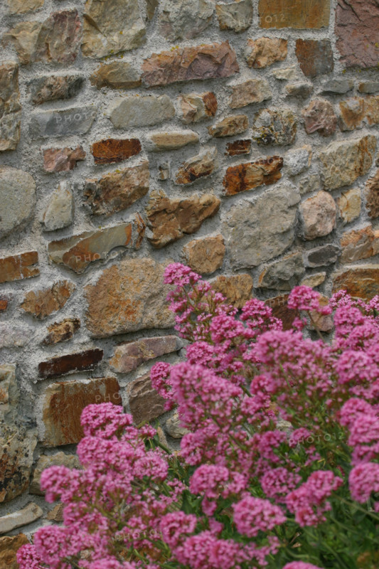 France, Basse Normandie, Manche, Cotentin, cap de la hague, jobourg, mur de pierre, fleurs,