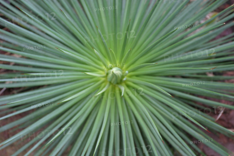 France, Basse Normandie, Manche, Cotentin, Cherbourg, serres du parc Emmanuel Liais, jardin botanique,