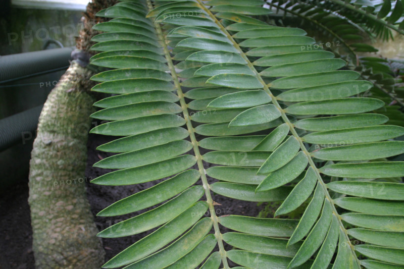 France, Basse Normandie, Manche, Cotentin, Cherbourg, serres du parc Emmanuel Liais, jardin botanique, 
arbre prehistorique : encephalartos