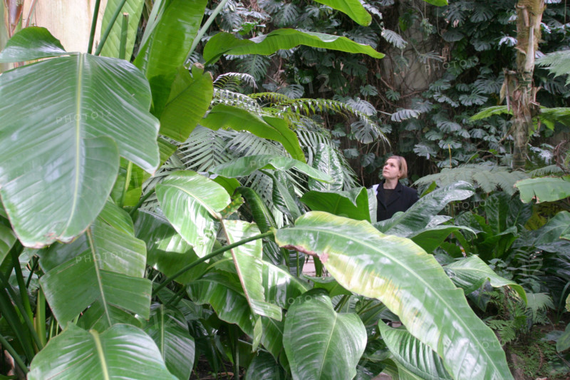 France, Basse Normandie, Manche, Cotentin, Cherbourg, serres du parc Emmanuel Liais, jardin botanique,