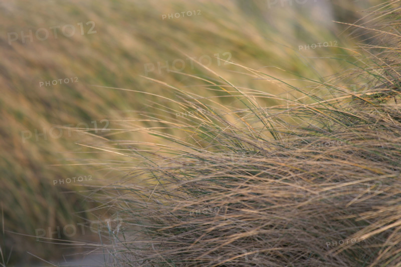France, Basse Normandie, Manche, Cotentin, Cherbourg, grande rade est, dunes de la plage de Collignon, sable, vegetation,