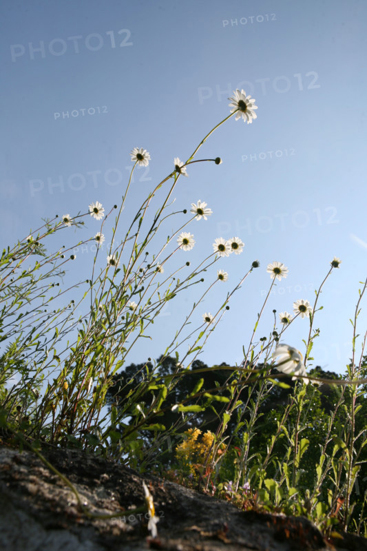 France, Bretagne, Morbihan, golfe du Morbihan, ile aux moines, le bourg, fleurs sauvages, marguerites sur un mur,
