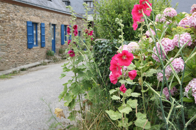 France, Bretagne, Morbihan, ile de groix, hameau de loqueltas, sud est de l'ile,