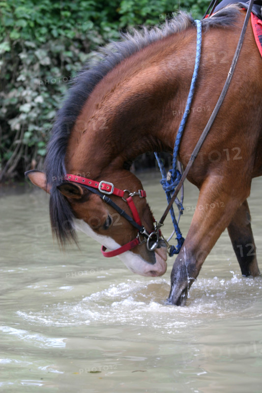 France, Basse Normandie, orne, pays d'auge ornais, randonnee a cheval autour de Medavy et de son chateau