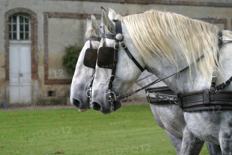 France, Basse Normandie, orne, pays d'auge ornais, randonnee a cheval autour de Medavy et de son chateau