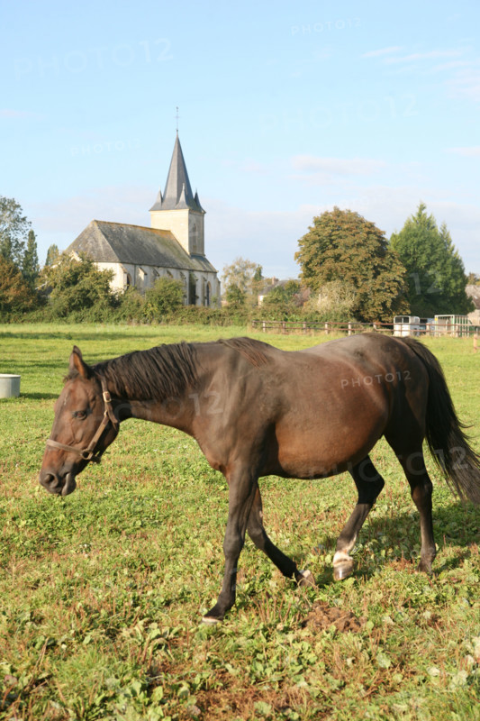 France, Basse Normandie, orne, pays d'auge ornais, randonnee a cheval autour de Medavy et de son chateau