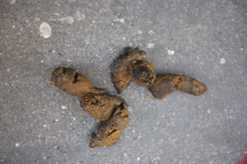 France, Paris 14e, crotte de chien, dejection canine, environnement, proprete, animaux, pollution, salete,