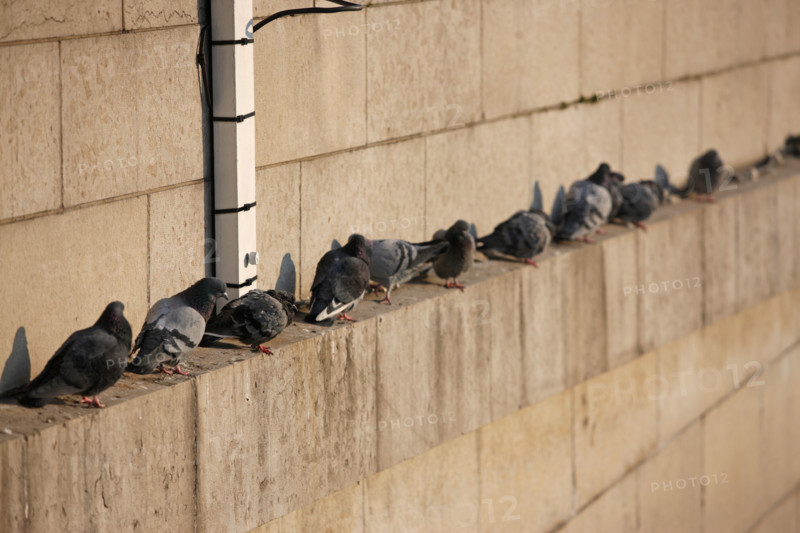 France, Paris 7e, pont de l'Alma, crue de la Seine, hiver, pigeons, froid,