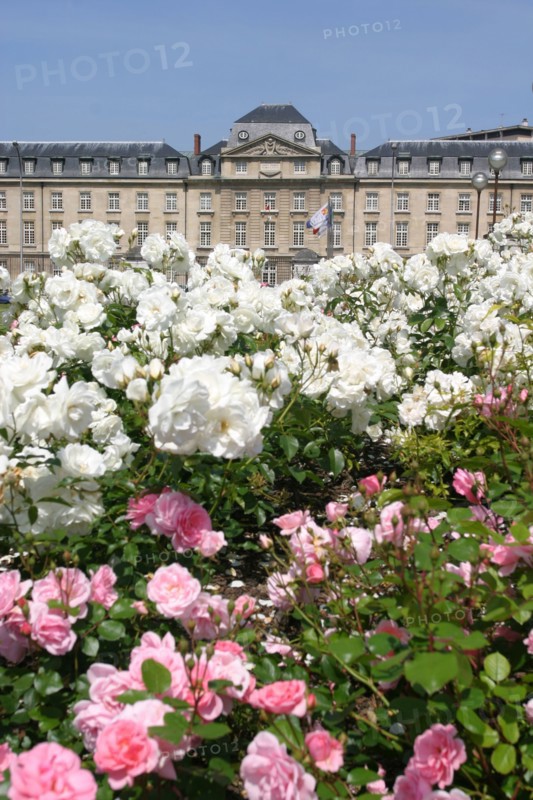 France, Haute Normandie, Seine Maritime, Rouen, hotel de region et jardins de la place, institution, administration, conseil regional, jardin, fleurs, rose, rosier