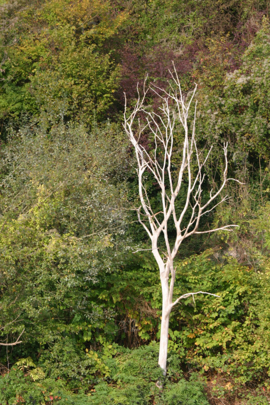 France, Haute Normandie, Seine Maritime, vallee de la Seine, arbre mort, hiver, foret,