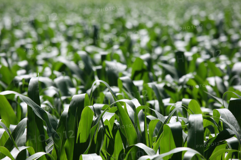 France, Haute Normandie, Seine Maritime, vallee de la Seine, caudebec en caux, mais, agriculture, cereales,