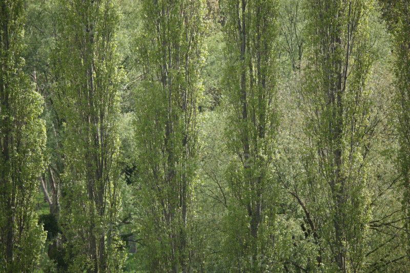 France, Haute Normandie, Seine Maritime, vallee de la Seine, la bouille, peupliers, arbres, gamme de verts,