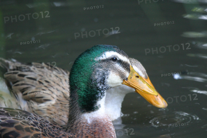 France, Haute Normandie, envronville, pays de Caux, animaux de la ferme, canards, mare,