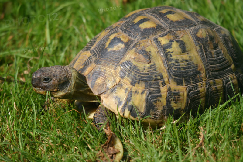 France, Haute Normandie, envronville, pays de Caux, animaux de la ferme, tortue qui mange de l'herbe,