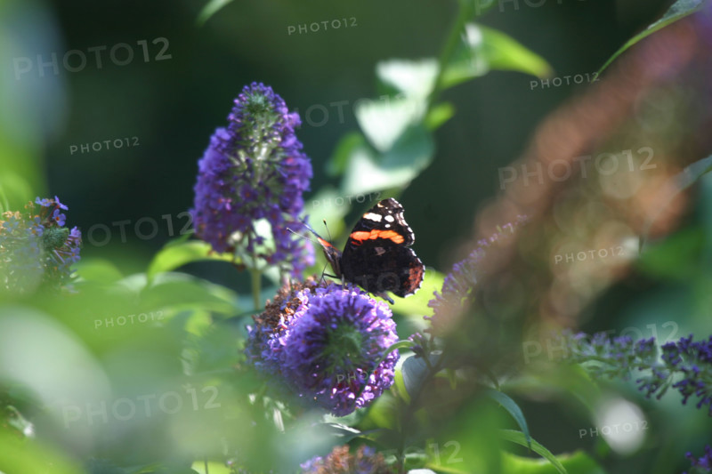 France, Haute Normandie, envronville, pays de Caux, papillon sur une fleur, jardin,