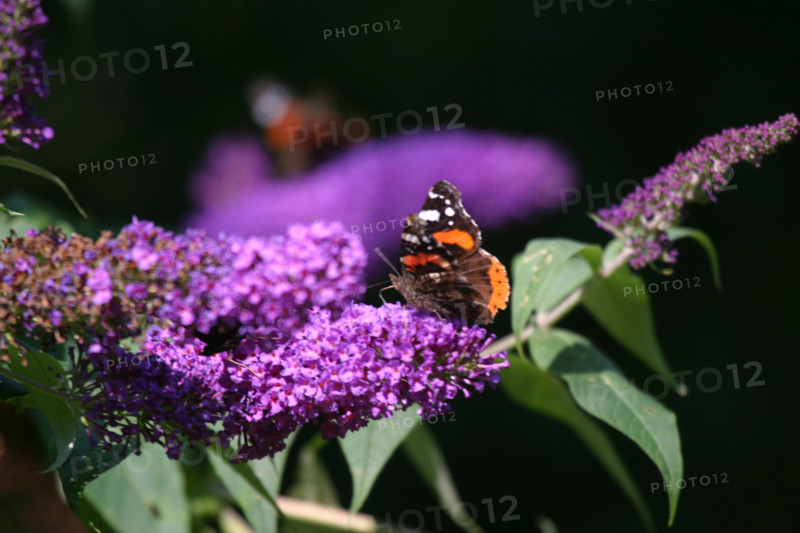 France, Haute Normandie, envronville, pays de Caux, papillon sur une fleur, jardin,