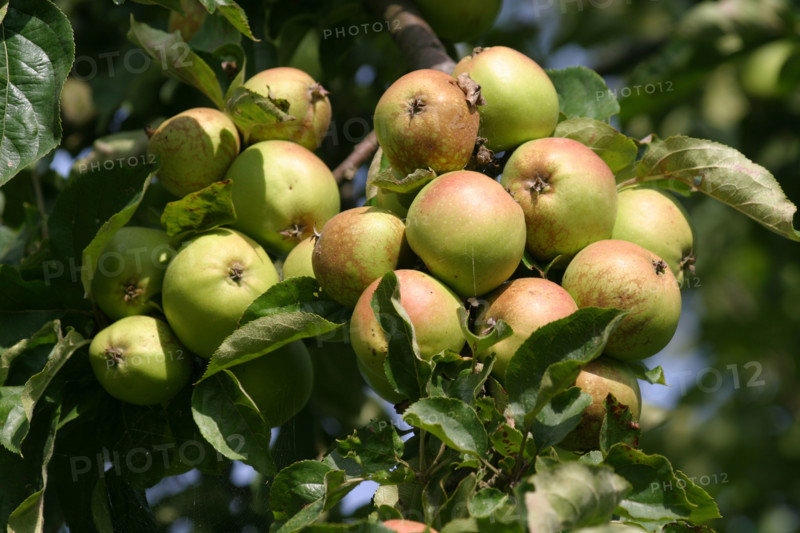 France, apples