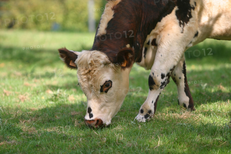 France, Haute Normandie, Seine Maritime, pays de Caux, vache normande, agriculture, elevage bovin, champ, pre,