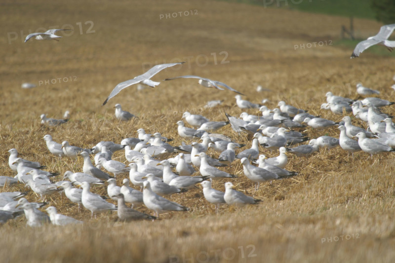 France, Haute Normandie, Seine Maritime, pays de Caux, mouettes dans un champ, agriculture,