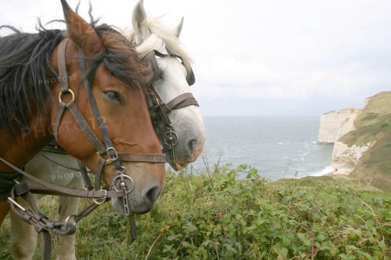 France, Haute Normandie, Seine Maritime, pays des hautes falaises, valleuse d'antifer, chevaux de trait, cob normand et percheron, mer, falaise,