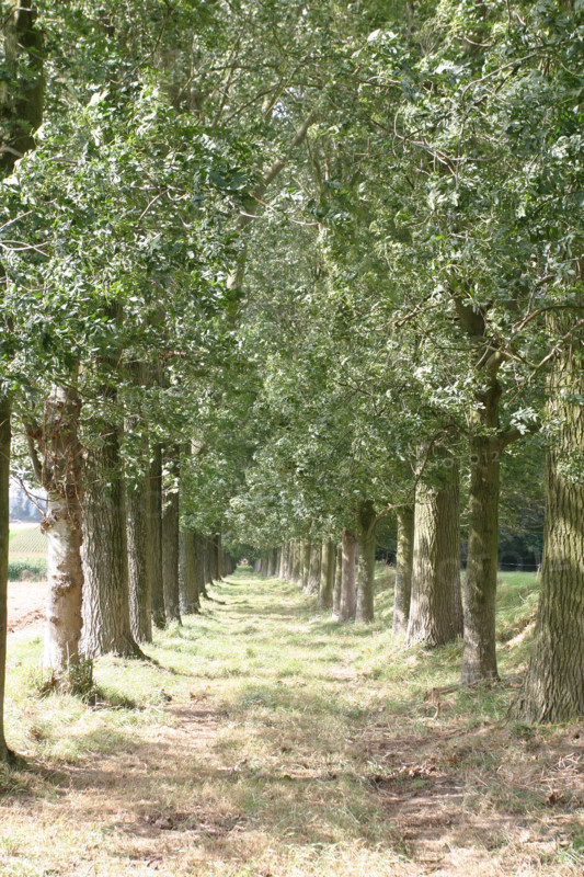 France, Haute Normandie, Seine Maritime, houquetot clos masure, ferme de l'etoile, allee d'arbres, double hetraie,