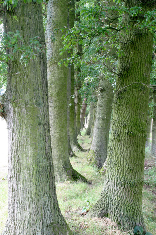 France, Haute Normandie, Seine Maritime, houquetot clos masure, ferme de l'etoile, arbres, double hetraie,