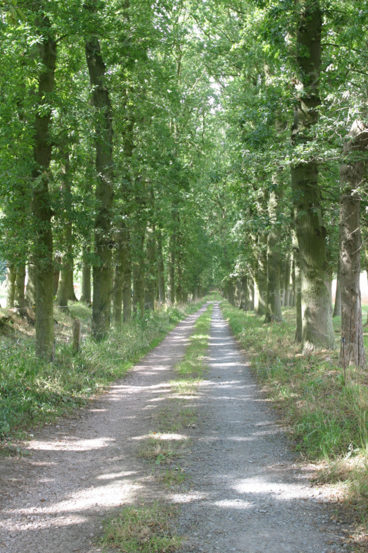 France, Haute Normandie, Seine Maritime, houquetot clos masure, ferme de l'etoile, chemin borde d'arbres,