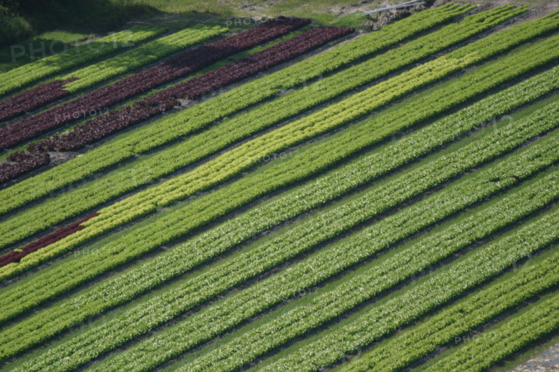 France, Haute Normandie, Seine Maritime, pays de Caux maritime, Paluel, panorama sur Vittefleur, culture maraichere, salades, agriculture,