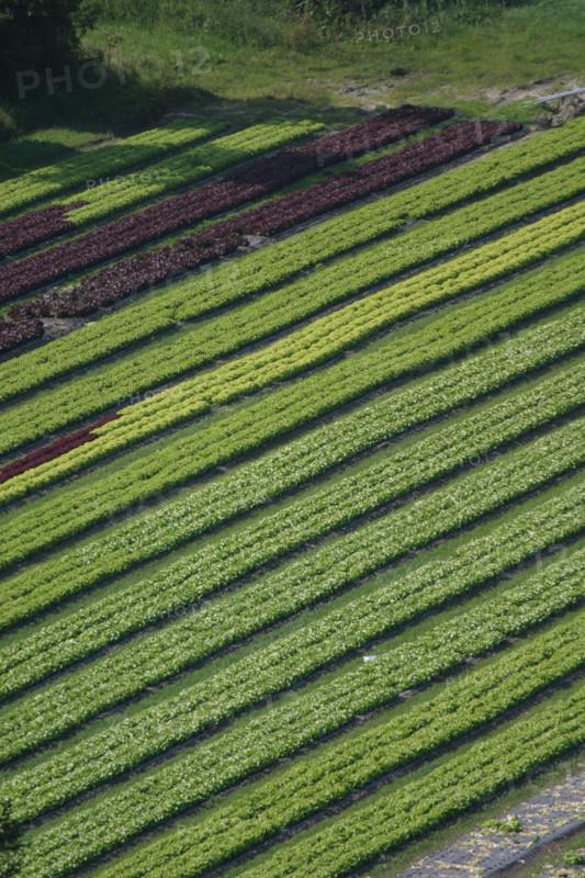 France, Haute Normandie, Seine Maritime, pays de Caux maritime, Paluel, panorama sur Vittefleur, culture maraichere, salades, agriculture,