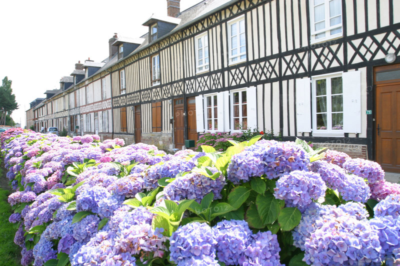 France, Haute Normandie, Seine Maritime, plateau du caux maritime, Gremonville, alignement de maisons populaires a colombages, pans de bois, hortensias,