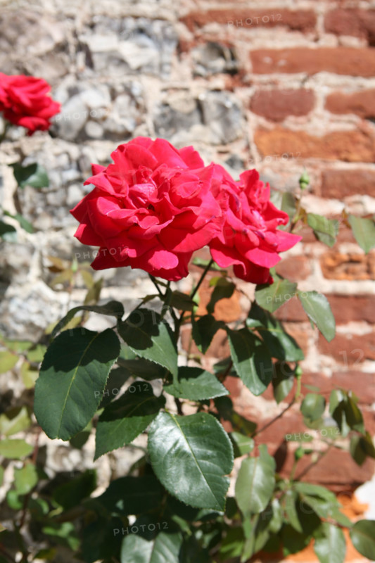 France, Haute Normandie, Seine Maritime, veules les roses, pays de Caux maritime, au fil de la veules, plus petit fleuve de france, rose, mur, briques,