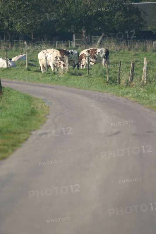 France, Haute Normandie, Seine Maritime, allouville bellefosse, au fil du GR 211, vache normande en pature, pre, champ, elevage bovin,