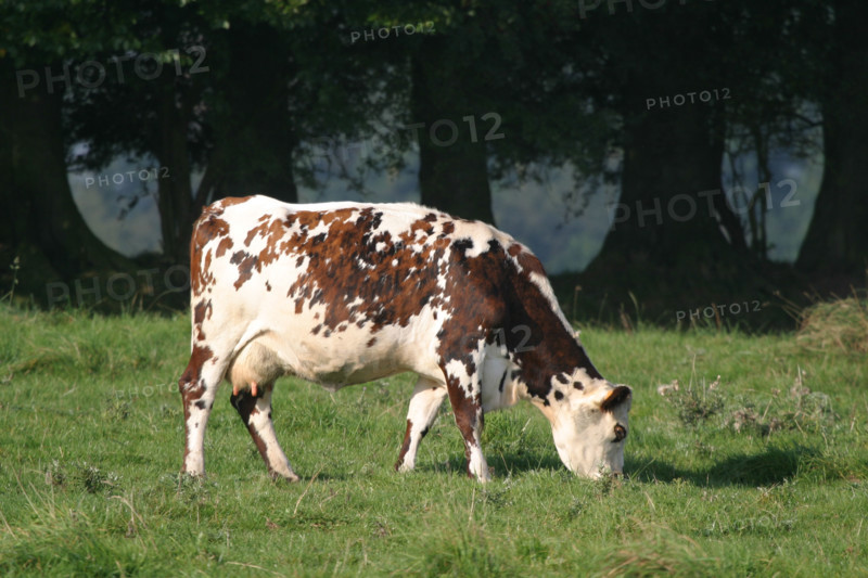 France, Haute Normandie, Seine Maritime, allouville bellefosse, au fil du GR 211, vache normande en pature, pre, champ, elevage bovin,