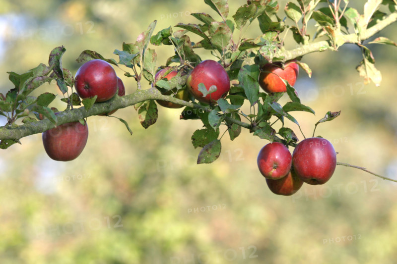 France, Haute Normandie, Seine Maritime, allouville bellefosse, au fil du GR 211, pommes, branche de pommier, verger, arbre fruitier,