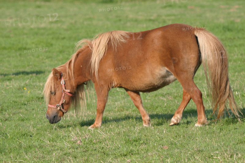 France, Haute Normandie, Seine Maritime, allouville bellefosse, au fil du GR 211, poney shetland, pature, champ, pre,