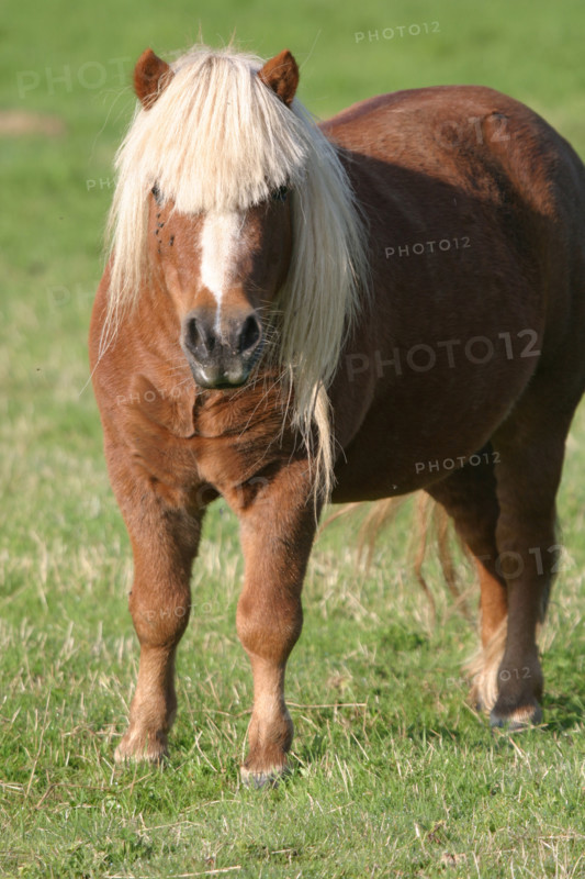 France, Haute Normandie, Seine Maritime, allouville bellefosse, au fil du GR 211, poney shetland, pature, champ, pre,