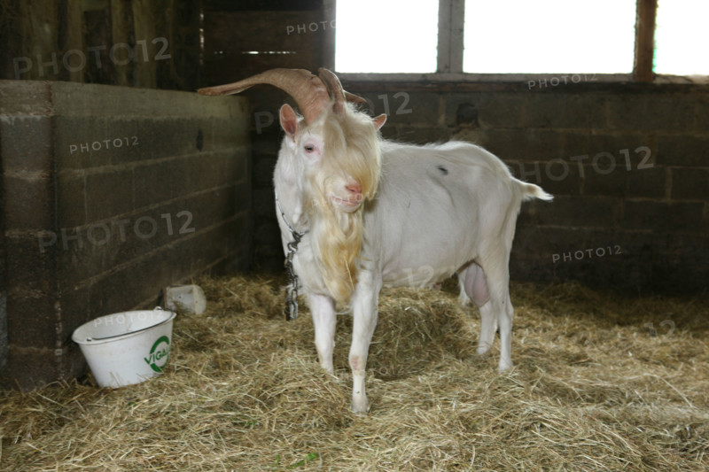 France, Haute Normandie, Seine Maritime, pays de bray, bellencombre, ferme du val de bures, elevage de chevres, bouc, agriculture biologique, reseau bienvenue a la ferme, famille Bazin