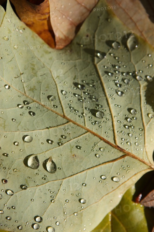France, Haute Normandie, Seine Maritime, pays de bray, les ventes saint remy, feuilles d'automne au jardin du roi de rome, gouttes de pluie,