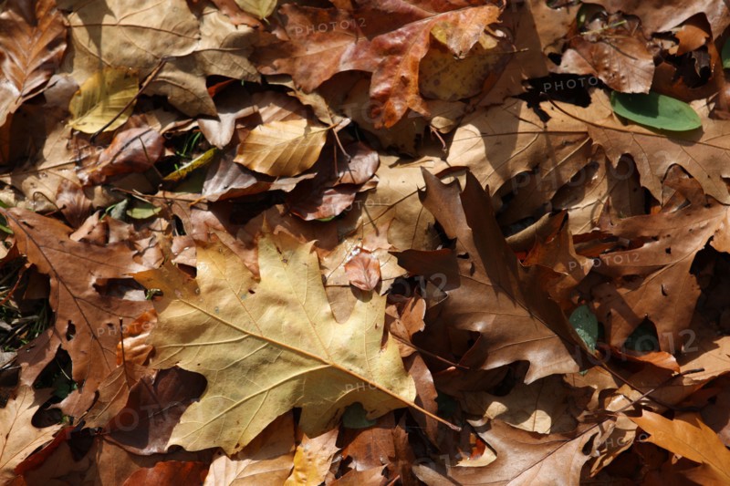France, Haute Normandie, Seine Maritime, pays de bray, les ventes saint remy, feuilles d'automne au jardin du roi de rome,