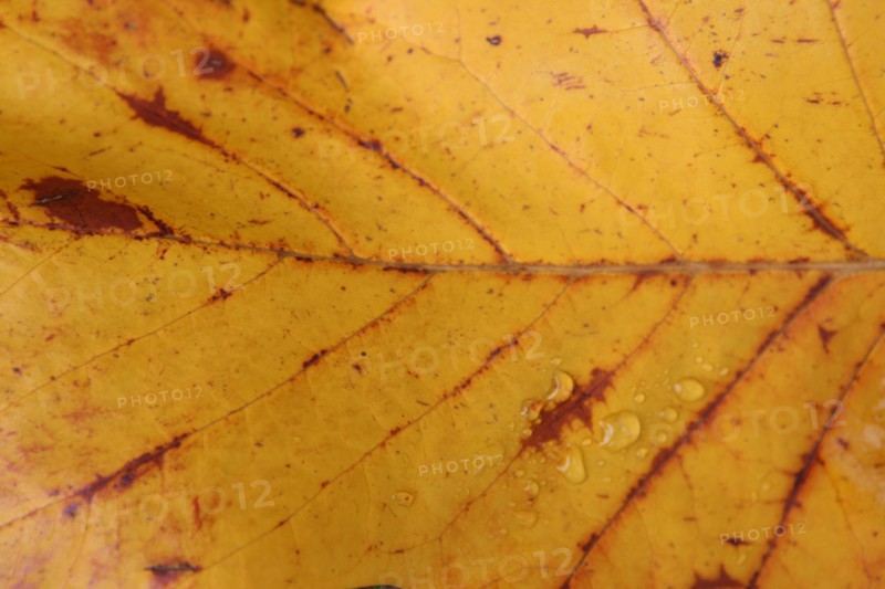 France, Haute Normandie, Seine Maritime, pays de bray, les ventes saint remy, feuilles d'automne au jardin du roi de rome, gouttes de pluie,