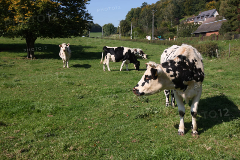 France, Haute Normandie, Seine Maritime, pays de Caux, champ, troupeau de vaches normandes, sainte austreberthe,