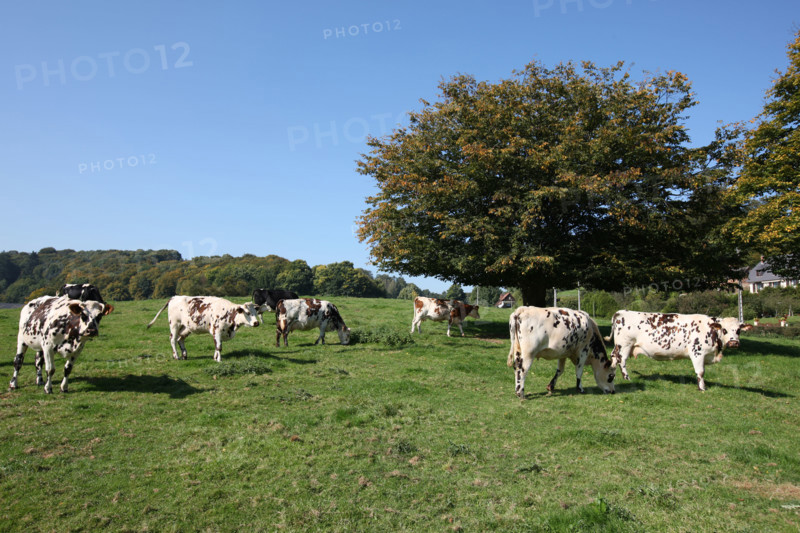France, Haute Normandie, Seine Maritime, pays de Caux, champ, troupeau de vaches normandes, sainte austreberthe,
