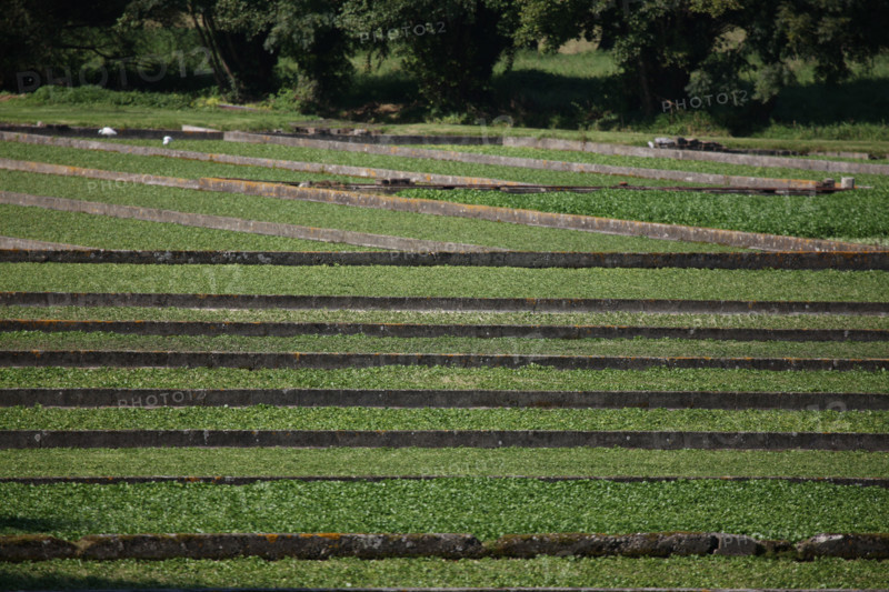 France, Haute Normandie, Seine Maritime, pays de Caux maritime, vallee de la Durdent, sommesnil, cressonniere, agriculture,