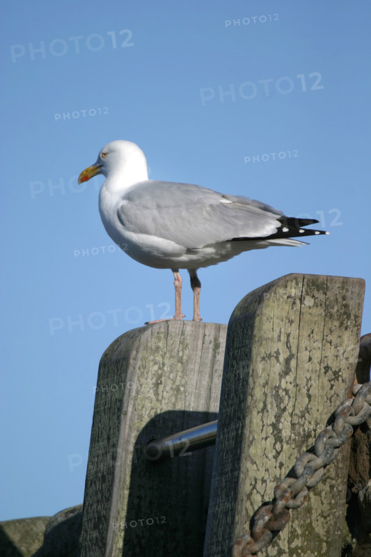 France, cotentin