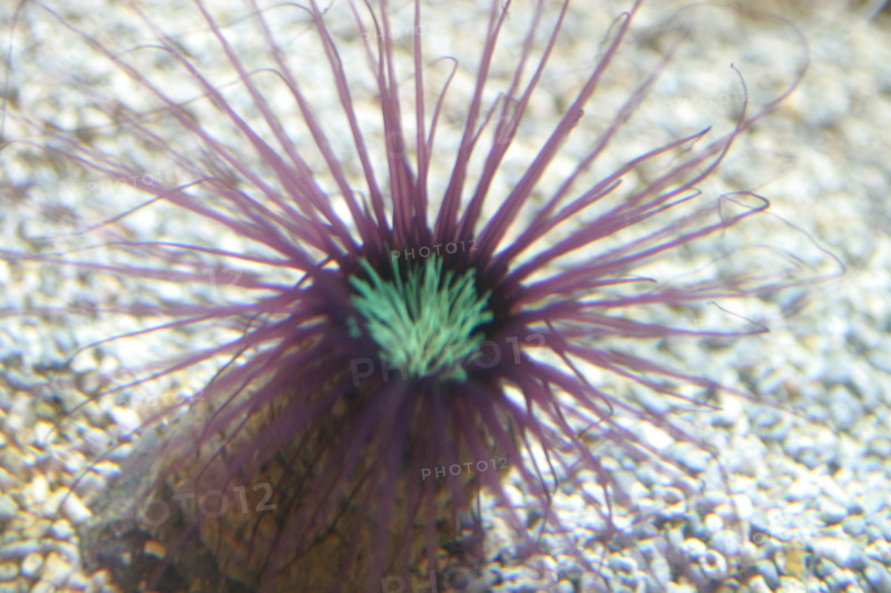 France, Basse Normandie, Manche, Cotentin, Cherbourg, Cite de la Mer
aquarium recreant la faune d'une faille tropicale, poissons,