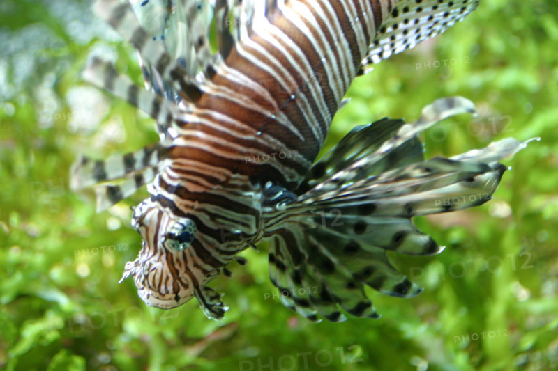 France, Basse Normandie, Manche, Cotentin, Cherbourg, Cite de la Mer
aquarium recreant la faune d'une faille tropicale, poissons,